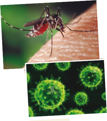 Los mosquitos del género <em>Aedes</em> pueden transmitir el virus del Nilo Occidental”/</p>
<p class=