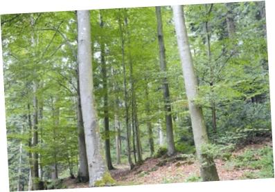 Los bosques tienen un papel muy importante para lograr los objetivos de reducción de emisiones de gases de efecto invernadero